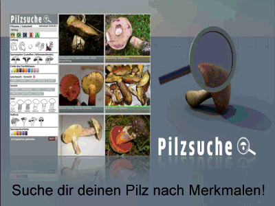 Über 4000 Pilzarten per Bild finden! Die Pilzsuchmaschine aus dem Bayerwald mit über... 45 000 Pilzbildern! Hier kannst du deinem Pilz vergleichen um auf die richtige Pilzbestimmung zu kommen. Viel Erklärungstext zu den Pilzen hilft dir außerdem in der Detail-Information Verwechslungen zu vermeiden.